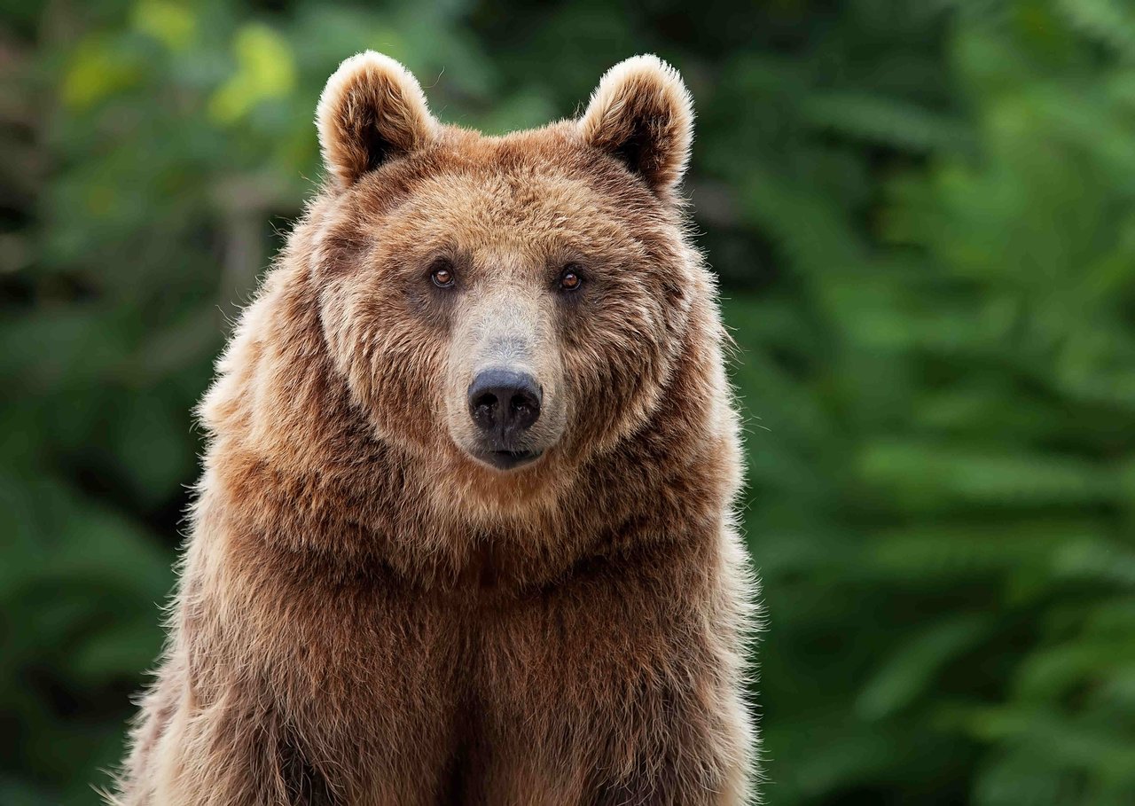 A brown grizzly bear in the wild looking at the camera.
