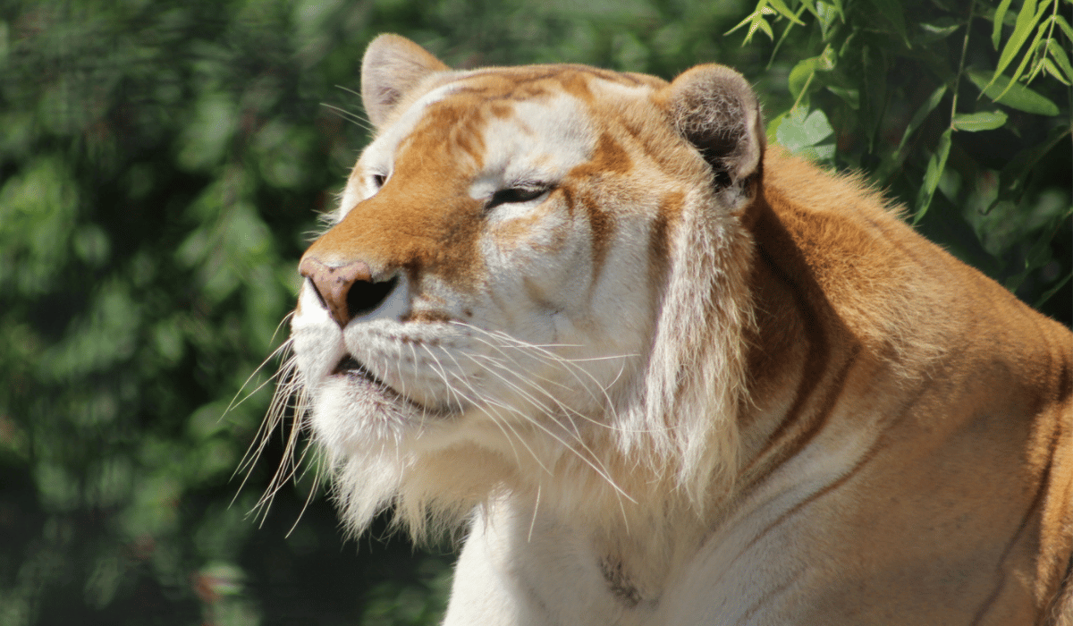 Patronus, an American golden tabby tiger residing at Black Pine Animal Sanctuary.