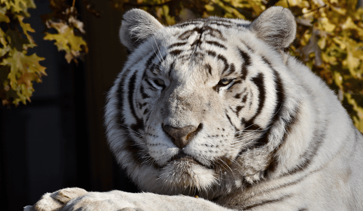 Prince, a Bengal tiger at Black Pine Animal Sanctuary.