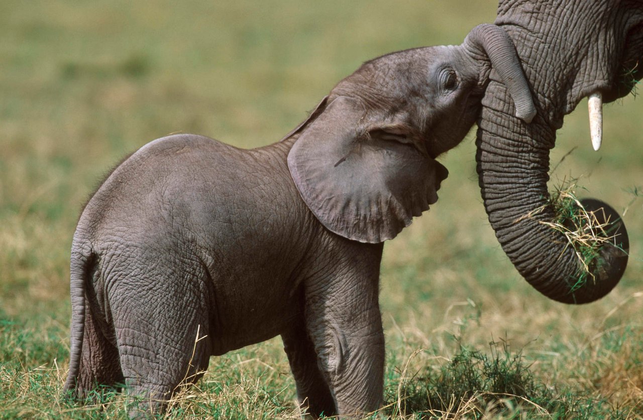 Momma elephant and her baby elephant.
