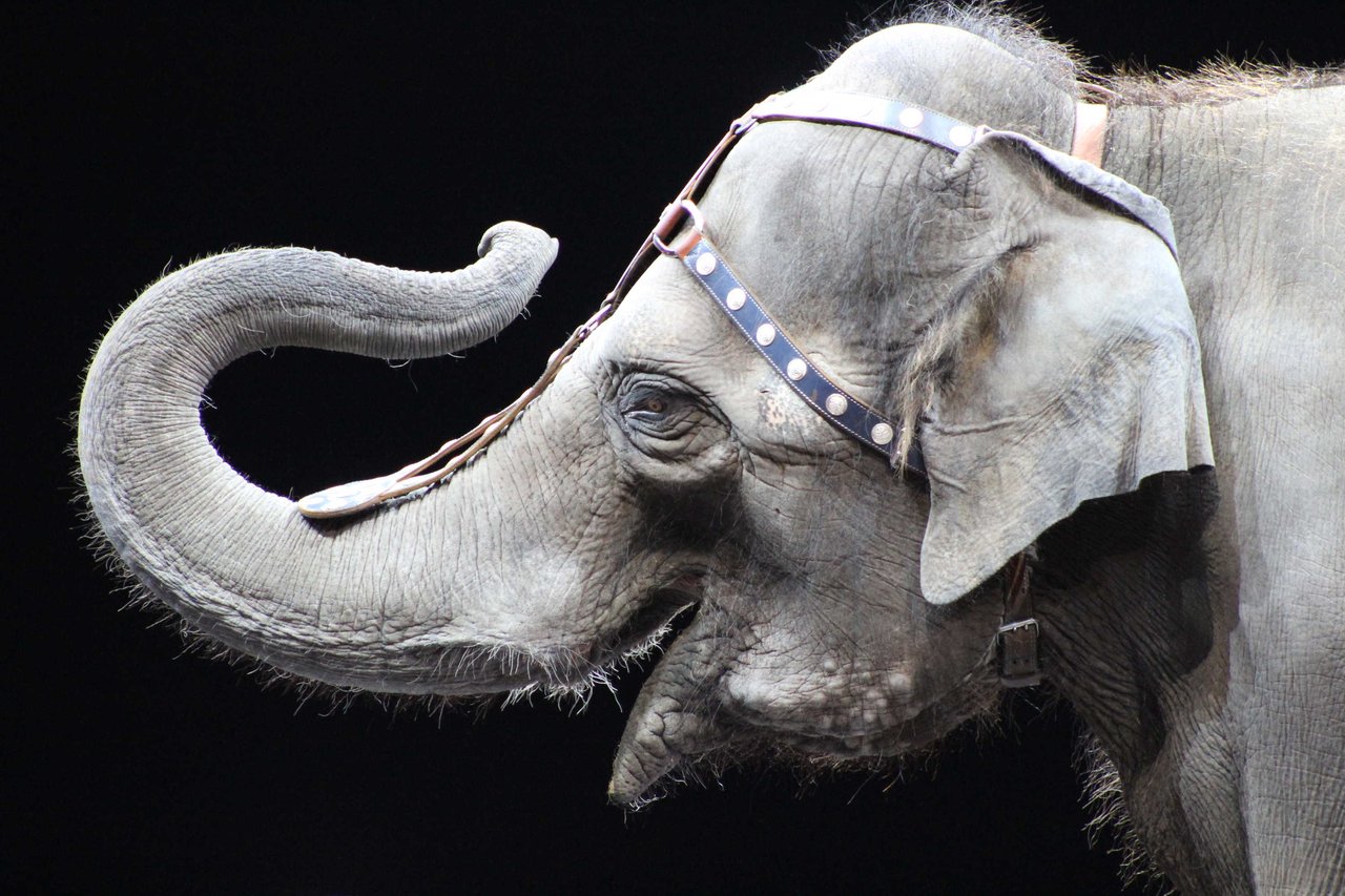 Elephant with circus apparel on their head.
