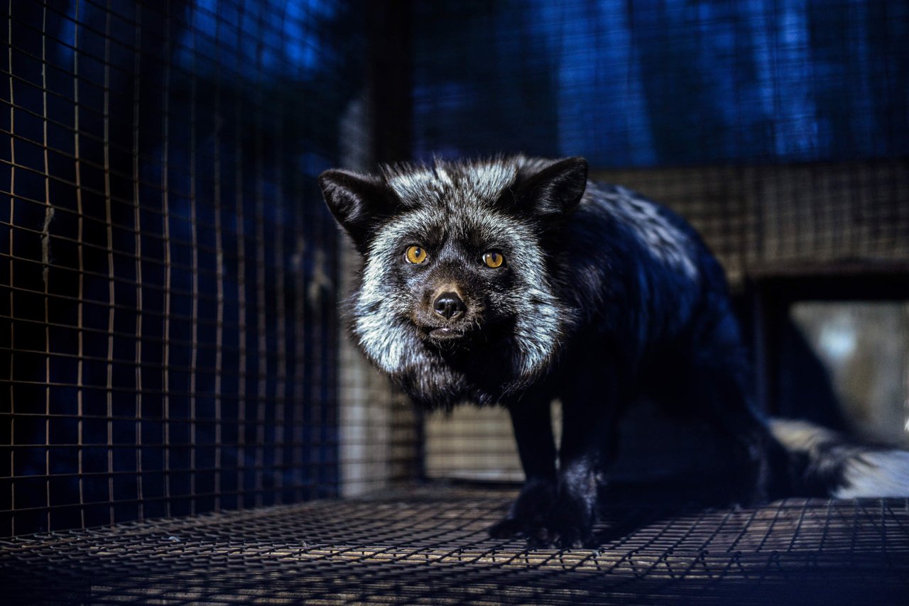 Fox in cage