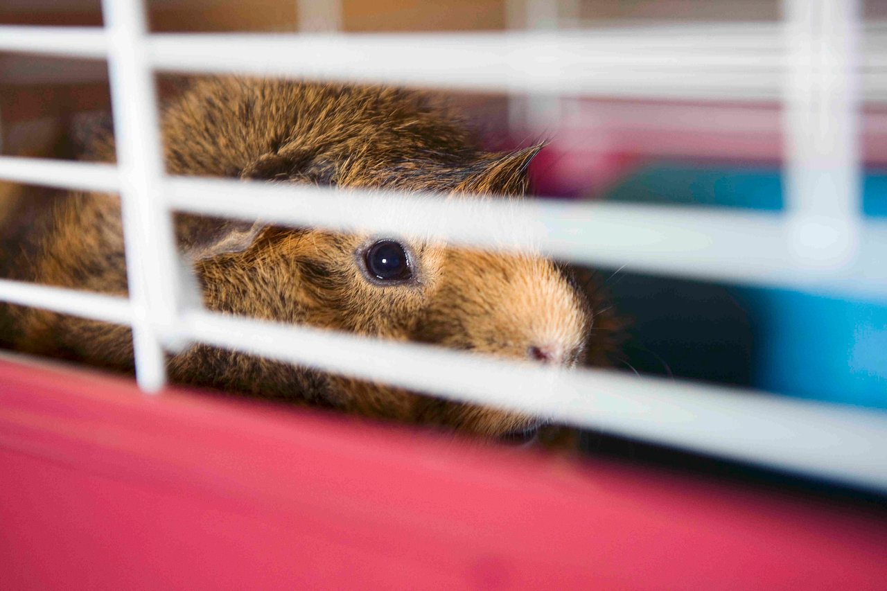 A guinea pig in a cage.