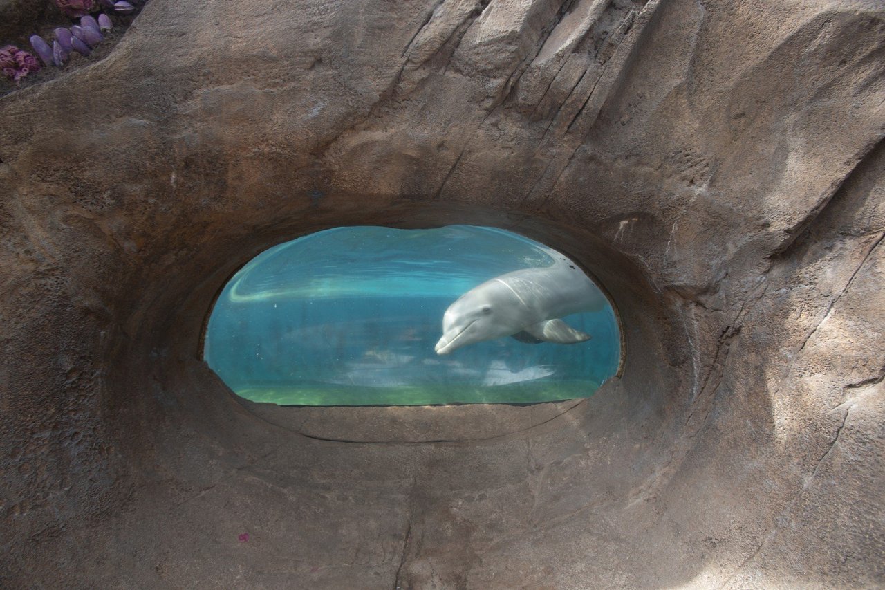 Dolphin in captivity.