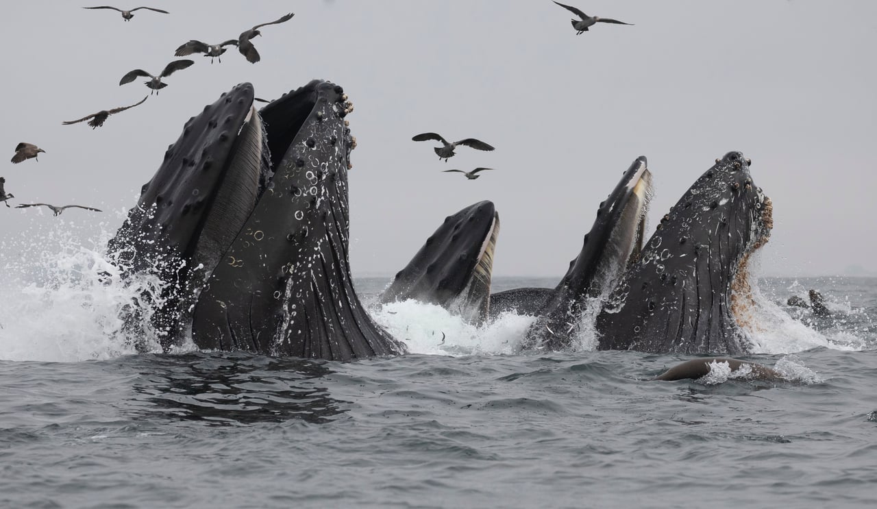 A group of humpback whales in the ocean.