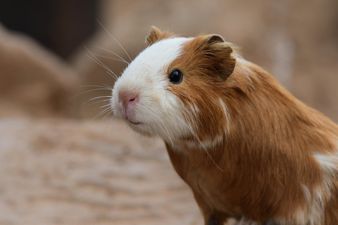 Happy guinea pig looking at camera.