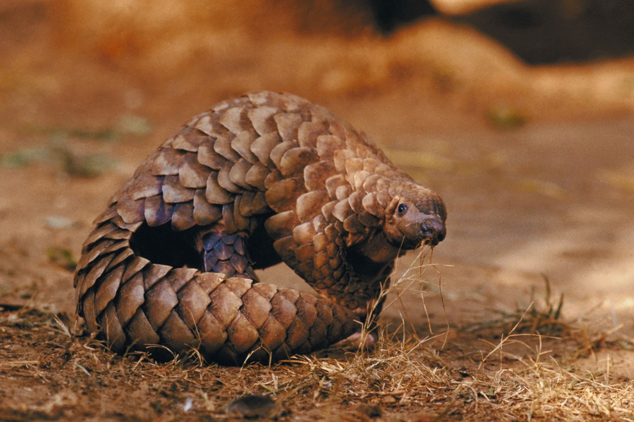 A pangolin out in the wild.