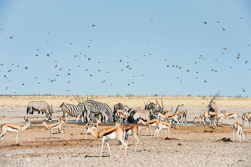 Wild animals in the desert, including birds, giraffes, and zebras.