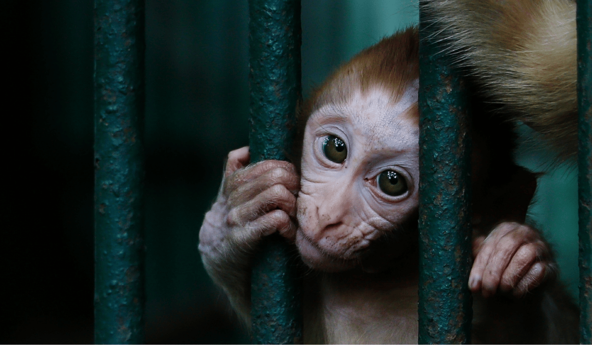 A sad monkey in a cage.