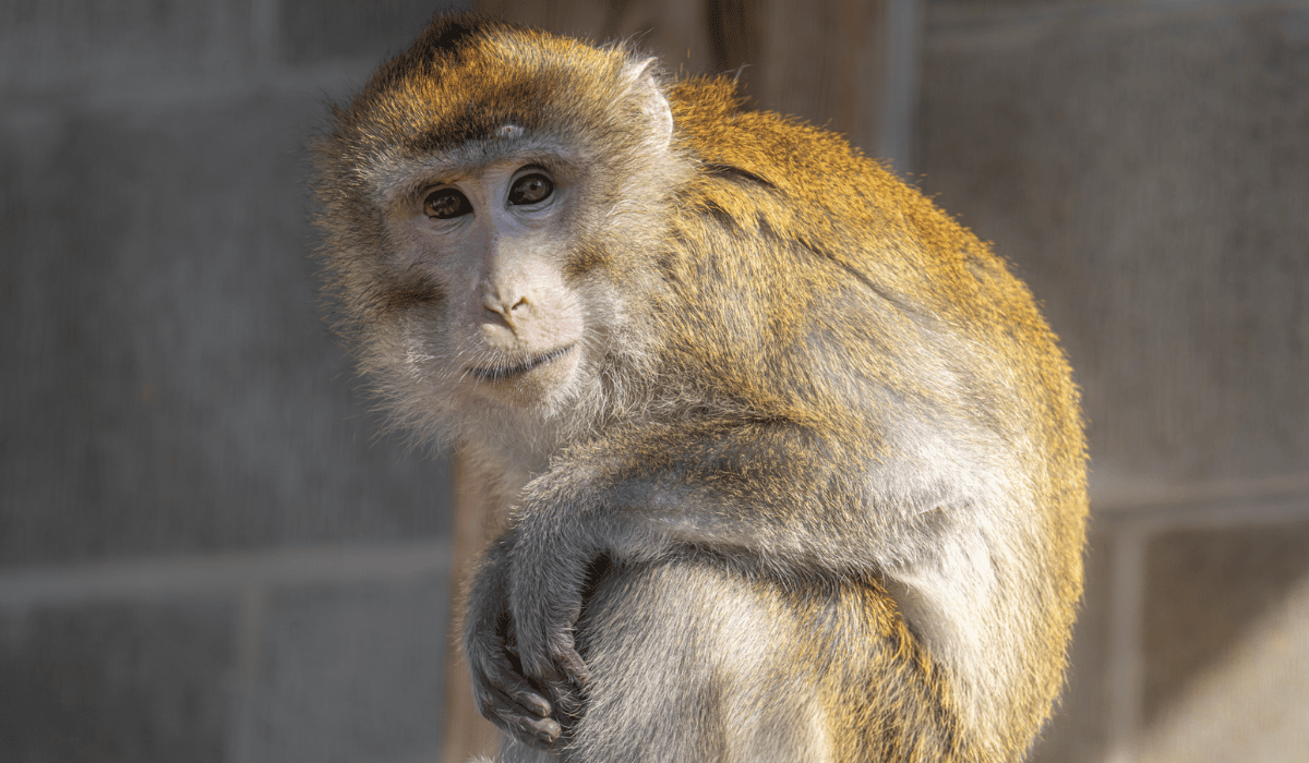 Myles, a macaque residing at Black Pine Animal Sanctuary.