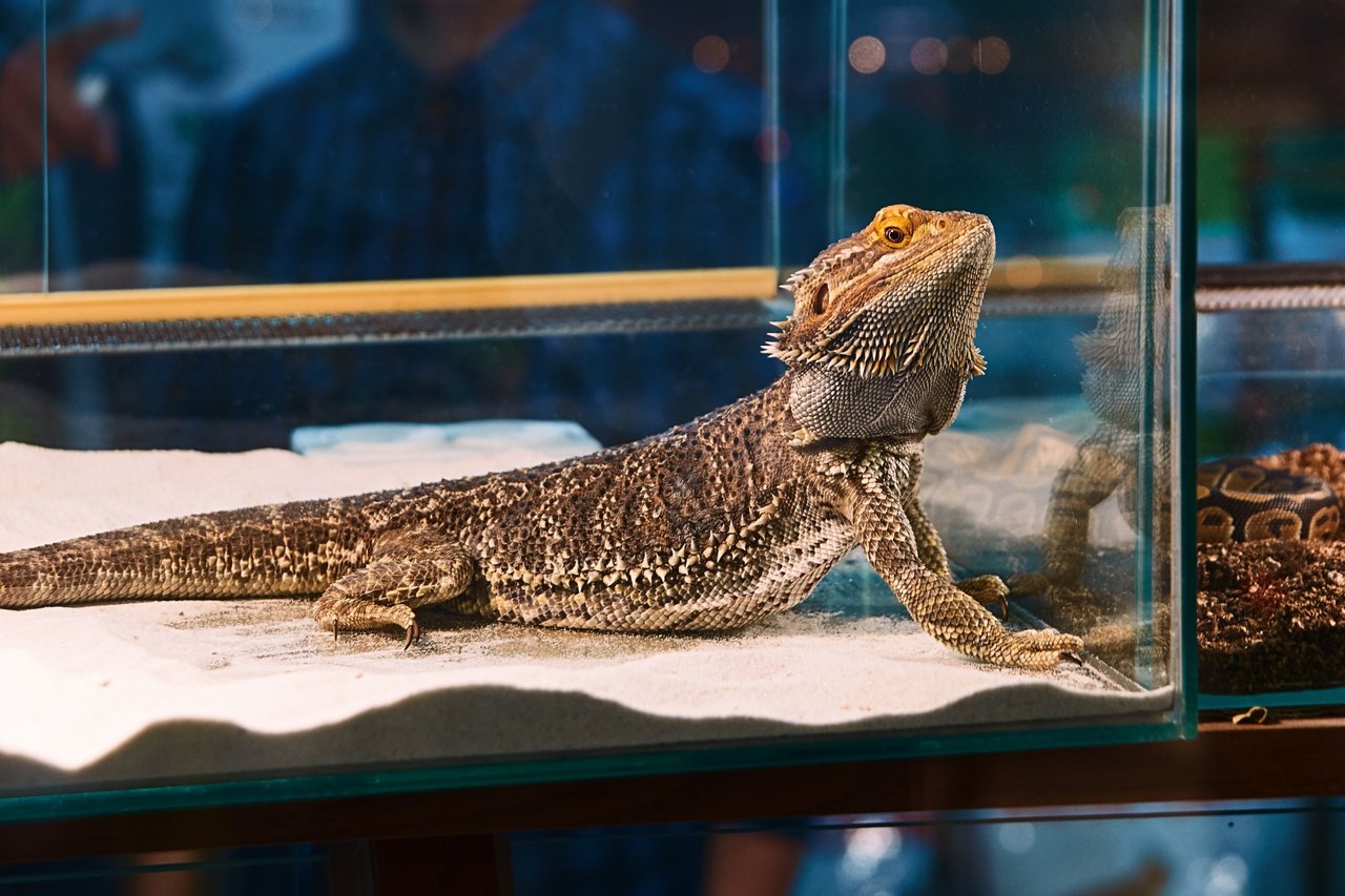 Bearded dragon in cage.