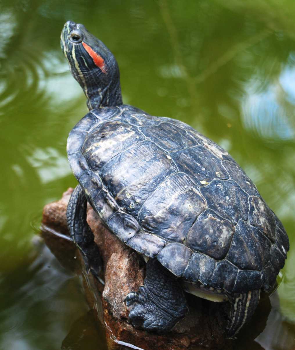 A red-eared slider in the wild.