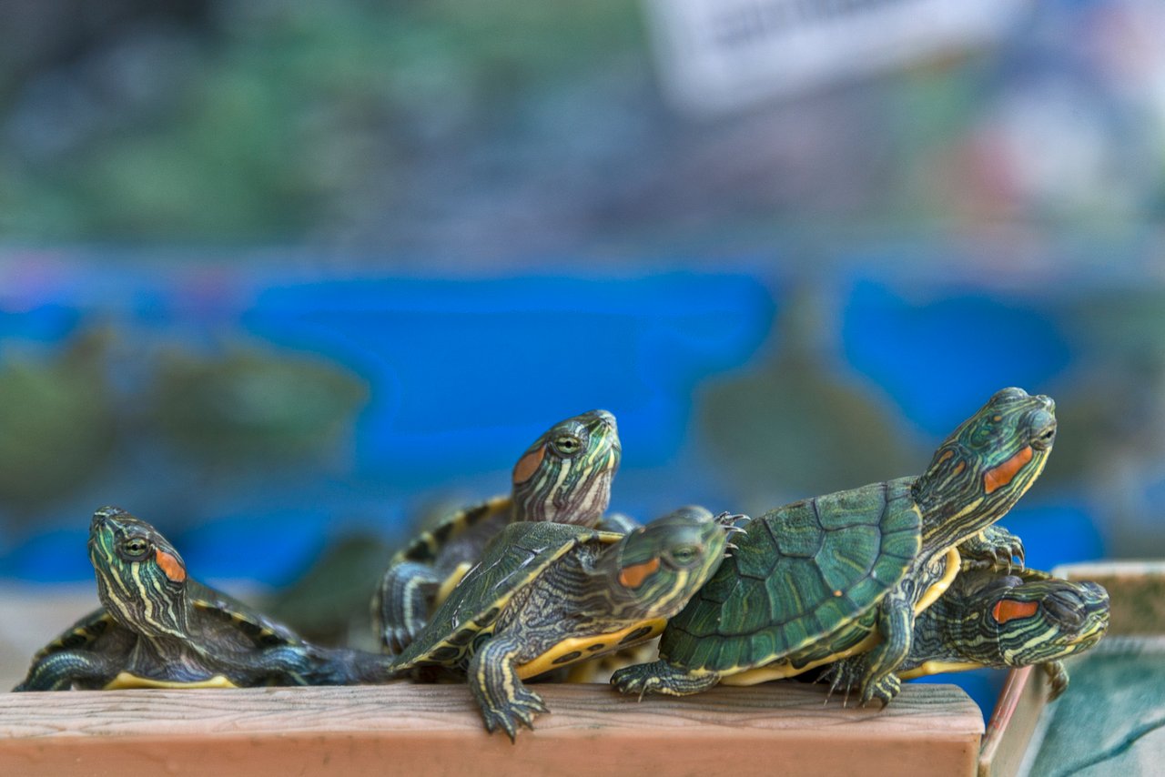 Red-eared slider turtles resting together.