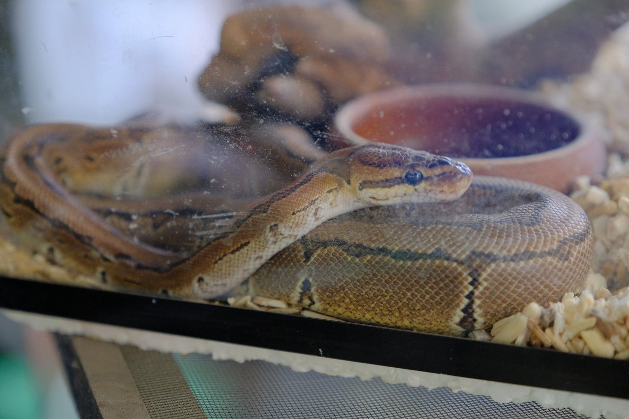 Snake in cage.