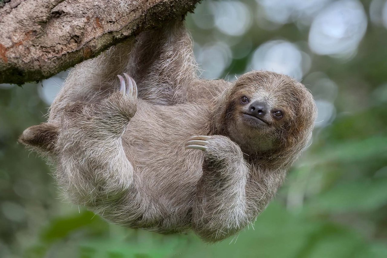 Sloth hanging from a tree branch.