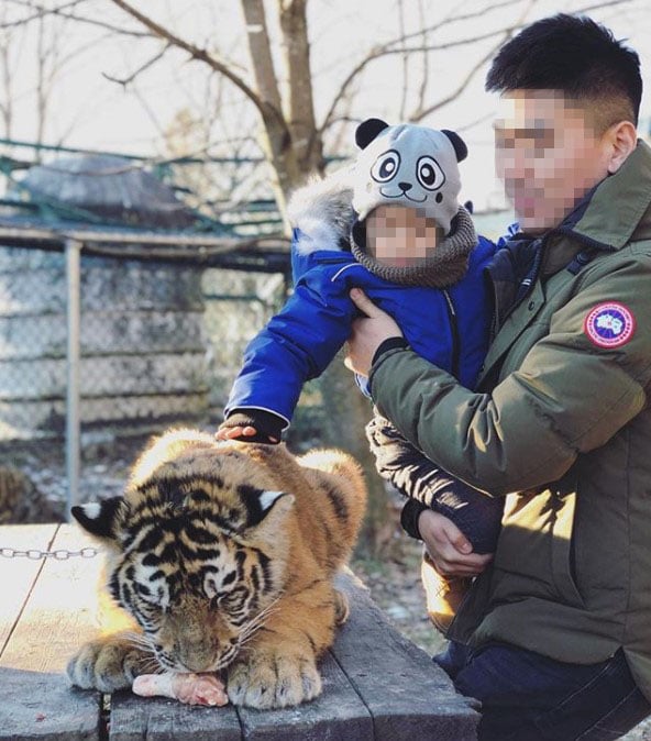 Child and father posing with a tiger for a selfie.