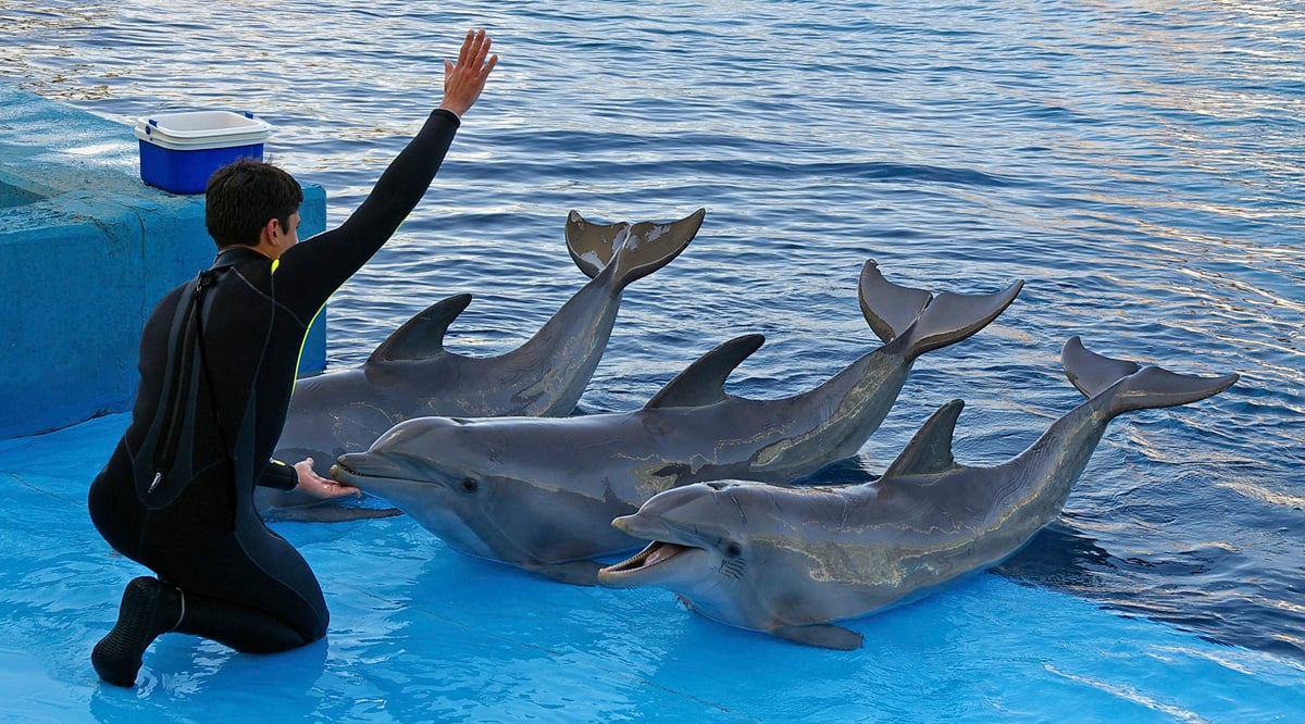 Three dolphins performing at a theme park.