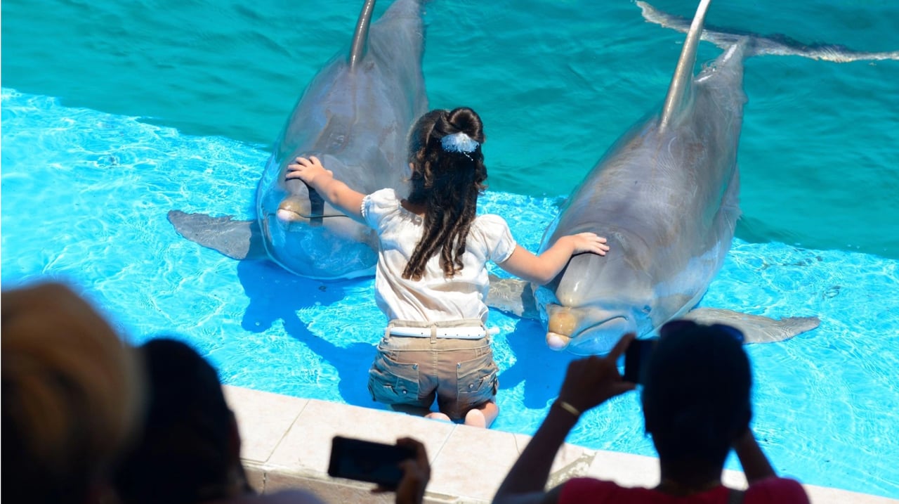 A young child petting dolphins.