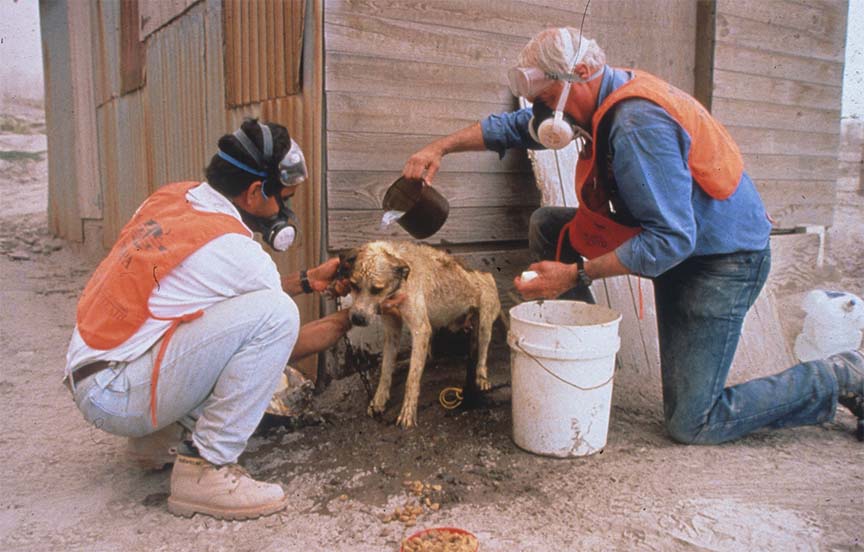 John Walsh with another WSPA employee helping a dog after a disaster.