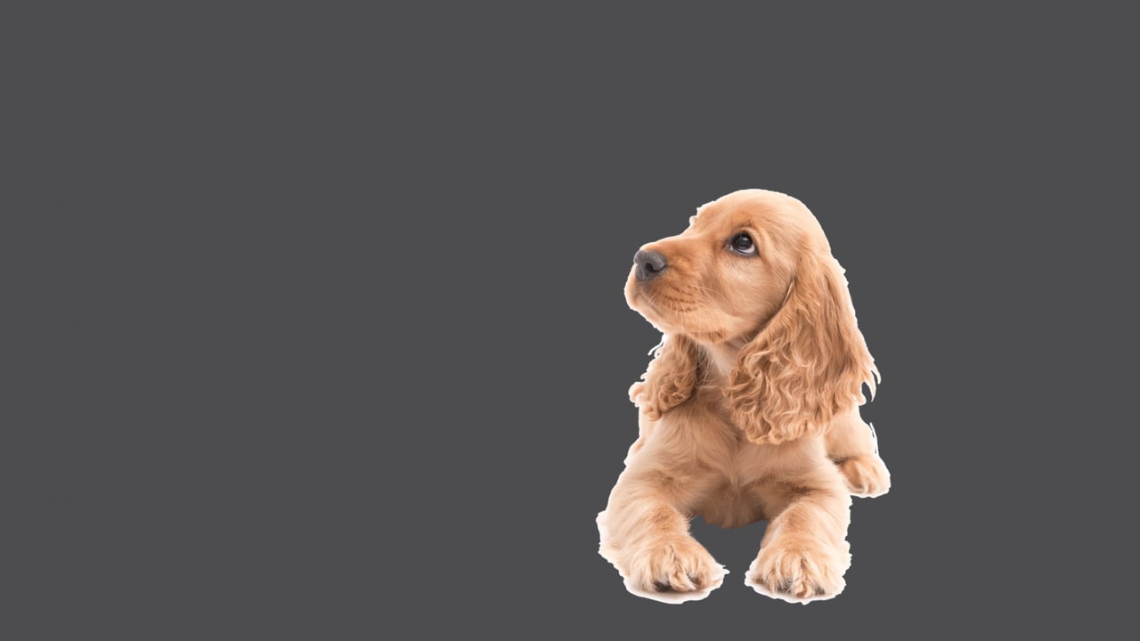 Grey background with a spaniel puppy dog overlayed on top.