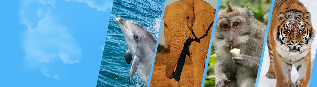 Photo collage of wild animals.