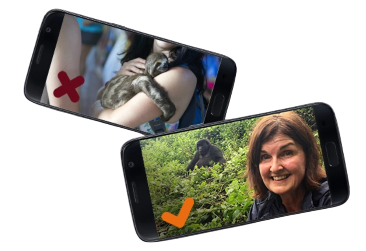 A graphic of two cell phones with do's and don'ts examples of selfies around wildlife.