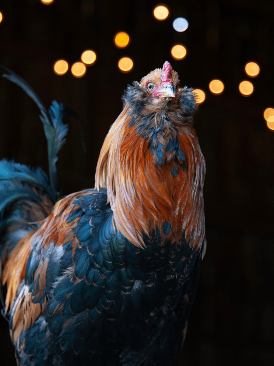 Sid the rooster, at Tamerlaine Sanctuary & Preserve.