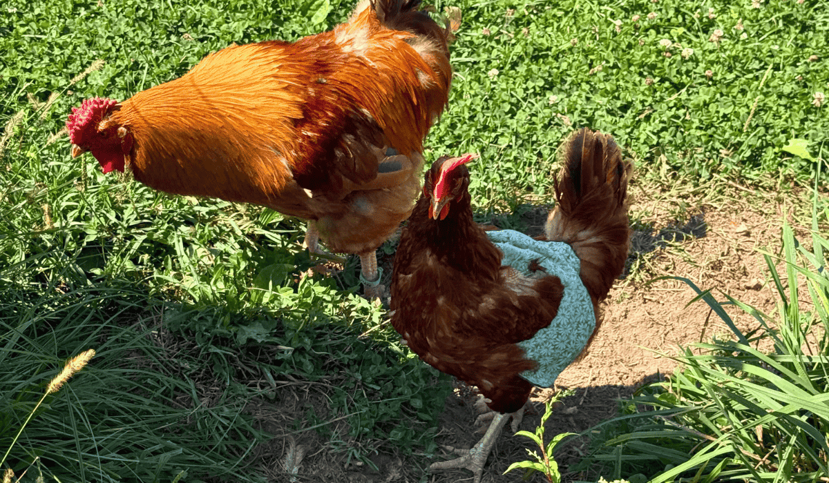 Chickens enjoying the sunshine and grassy fields at Tamerlaine Sanctuary & Preserve.