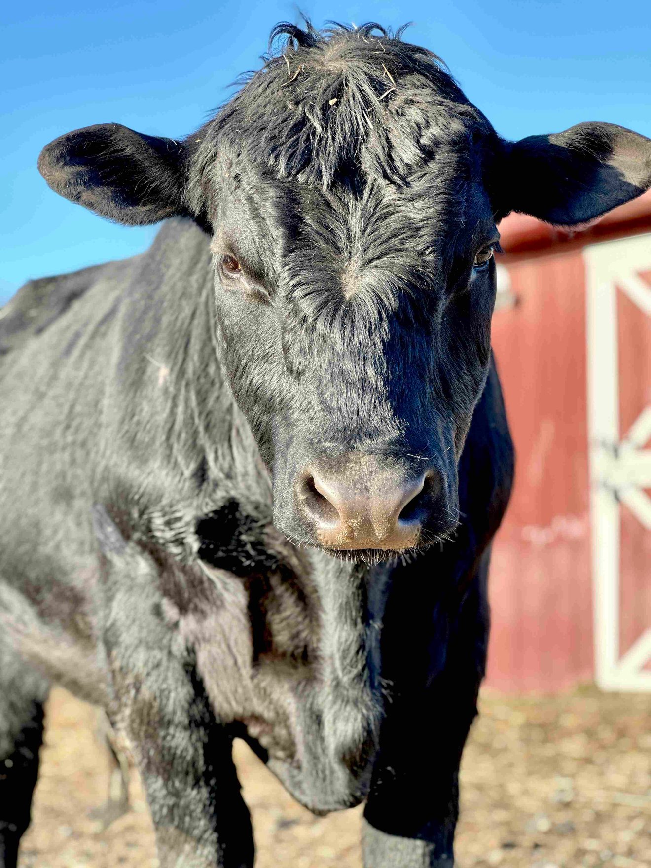 Arturo the cow at Tamerlaine Sanctuary & Preserve.
