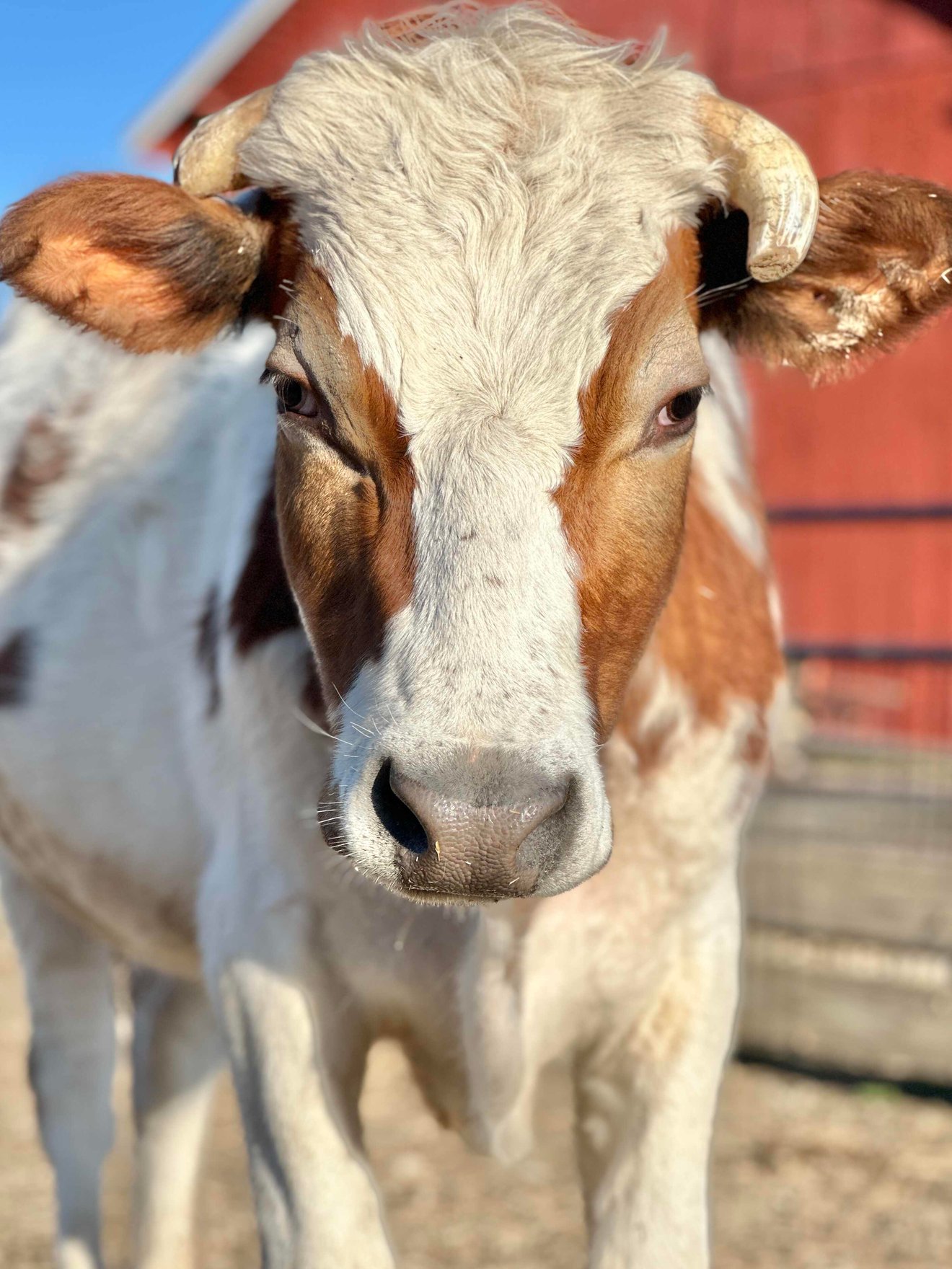 Esteban the cow at Tamerlaine Sanctuary & Preserve.