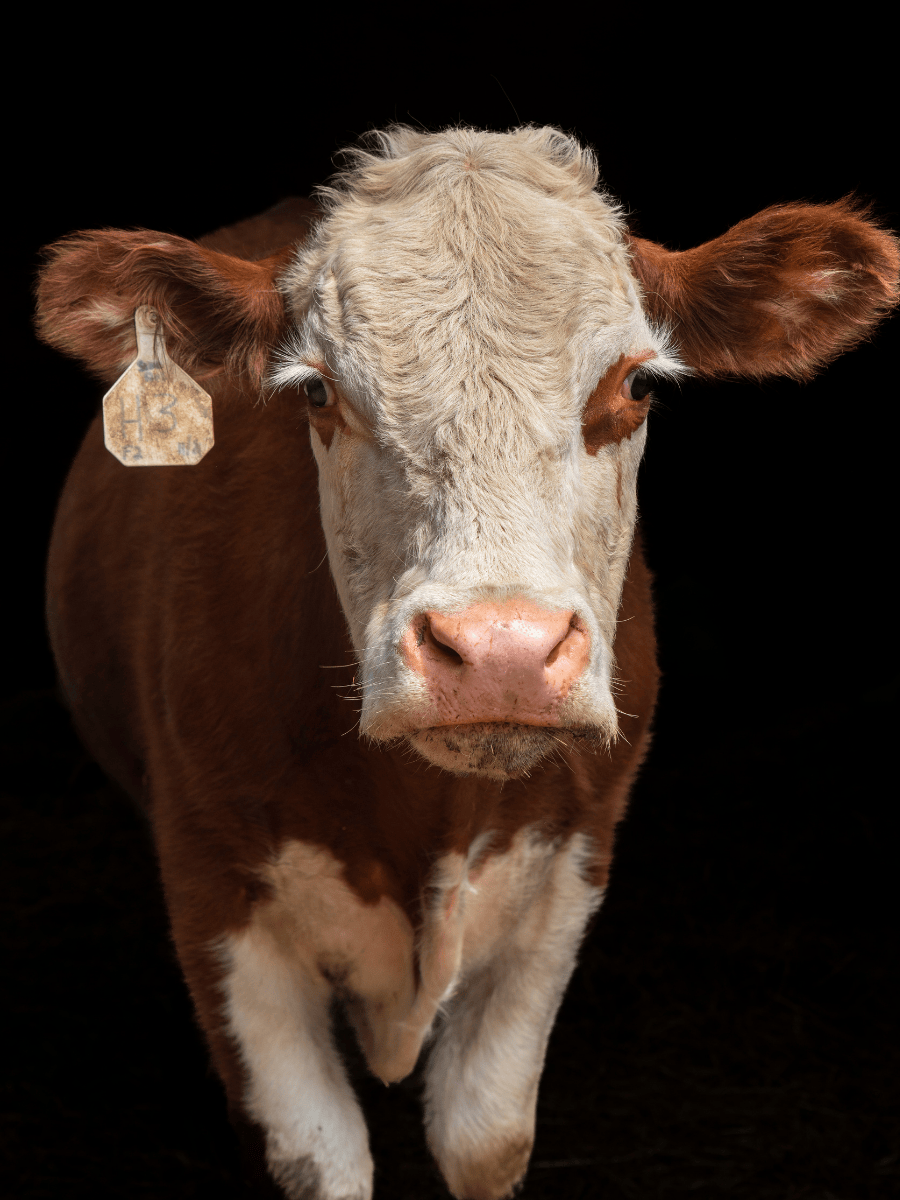 Harold the cow at Tamerlaine Sanctuary & Preserve.