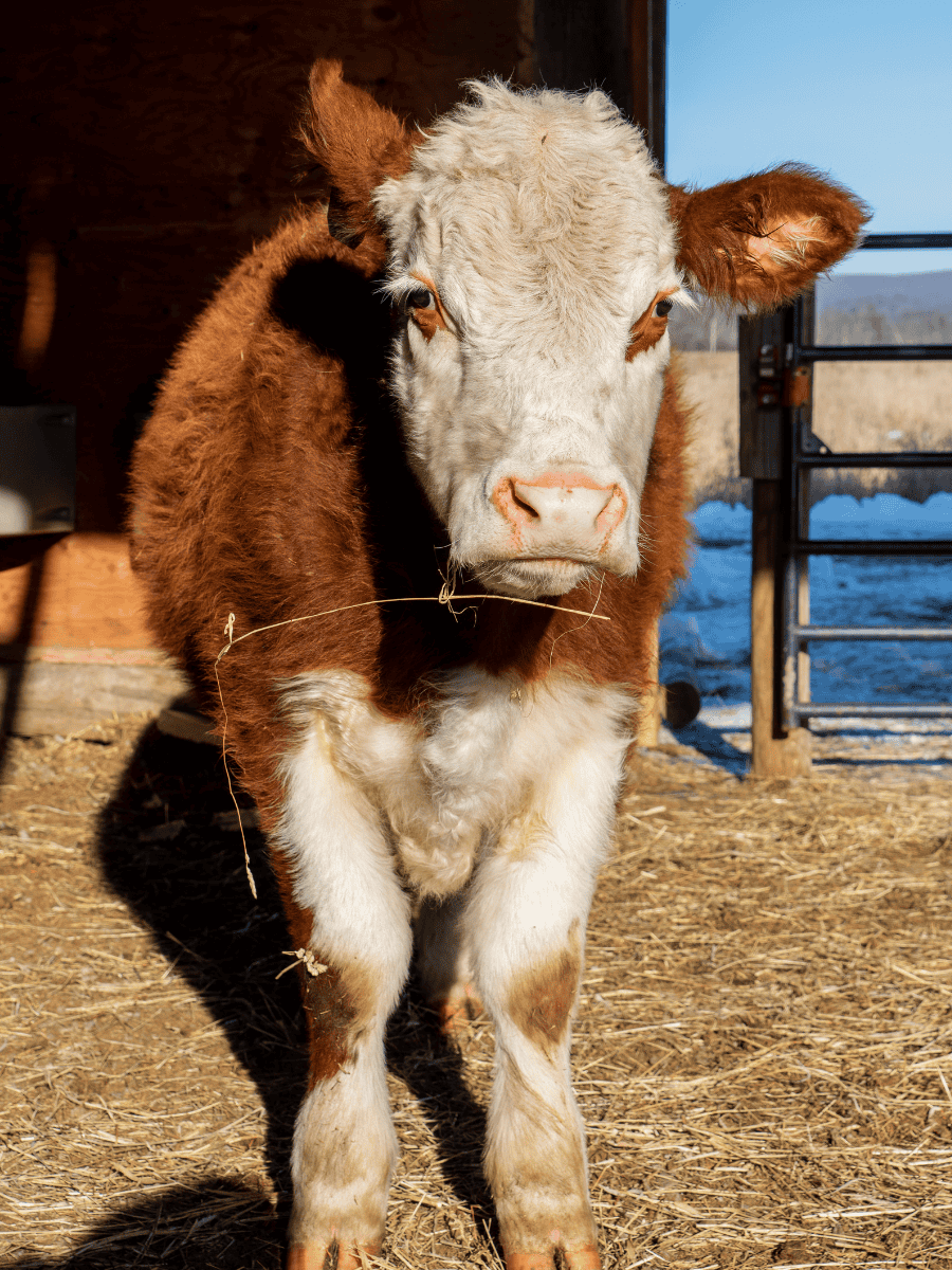 Harold the cow at Tamerlaine Sanctuary & Preserve.