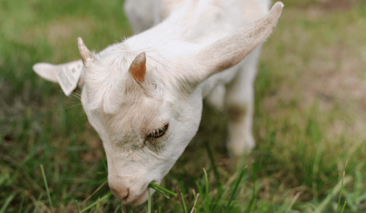 Angel the goat at Tamerlaine Sanctuary & Preserve.