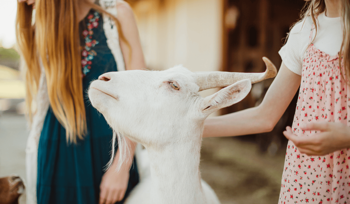Angel the goat at Tamerlaine Sanctuary & Preserve.