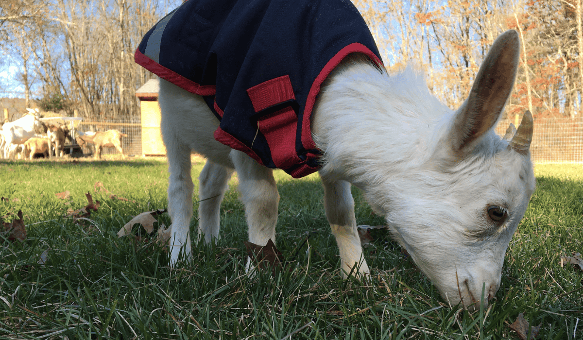 Angel the goat at Tamerlaine Sanctuary & Preserve.