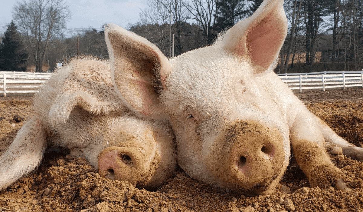 PIgs Albee and Tiny at Tamerlaine Sanctuary & Preserve.