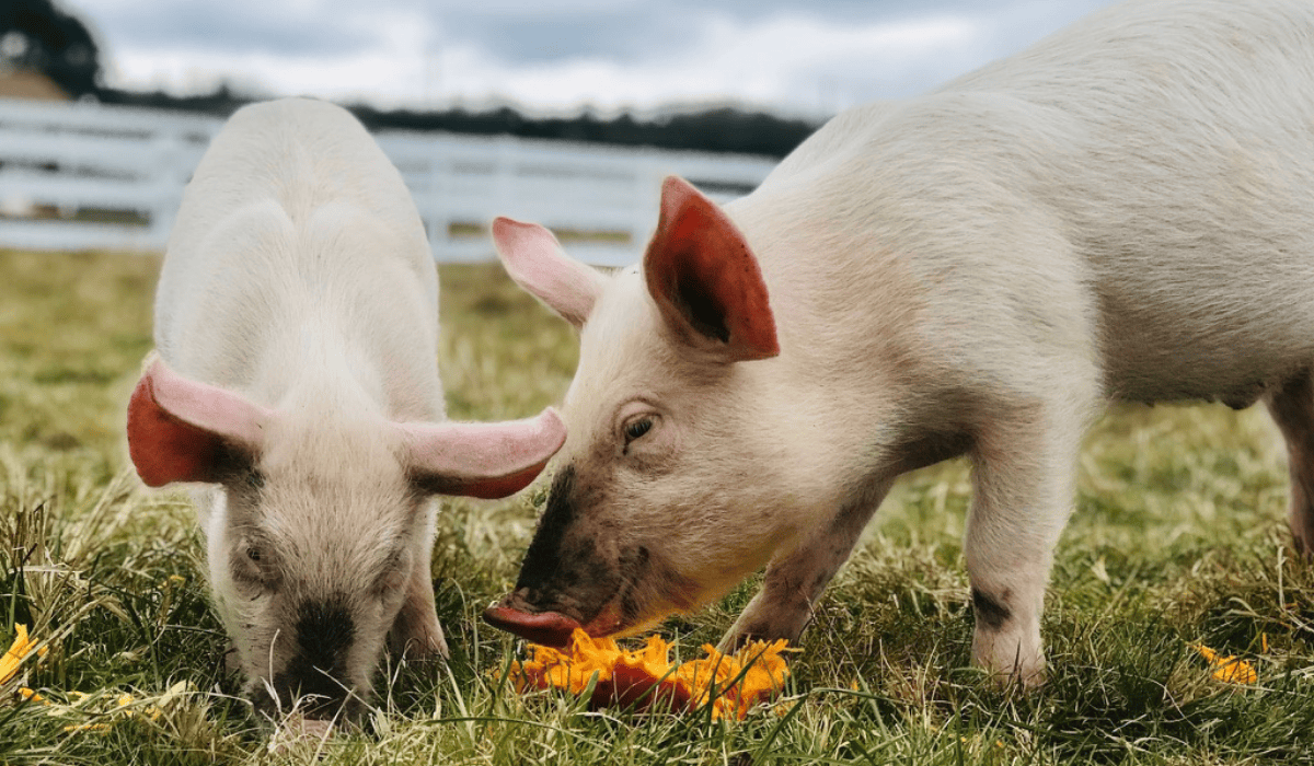 PIgs Albee and Tiny at Tamerlaine Sanctuary & Preserve.