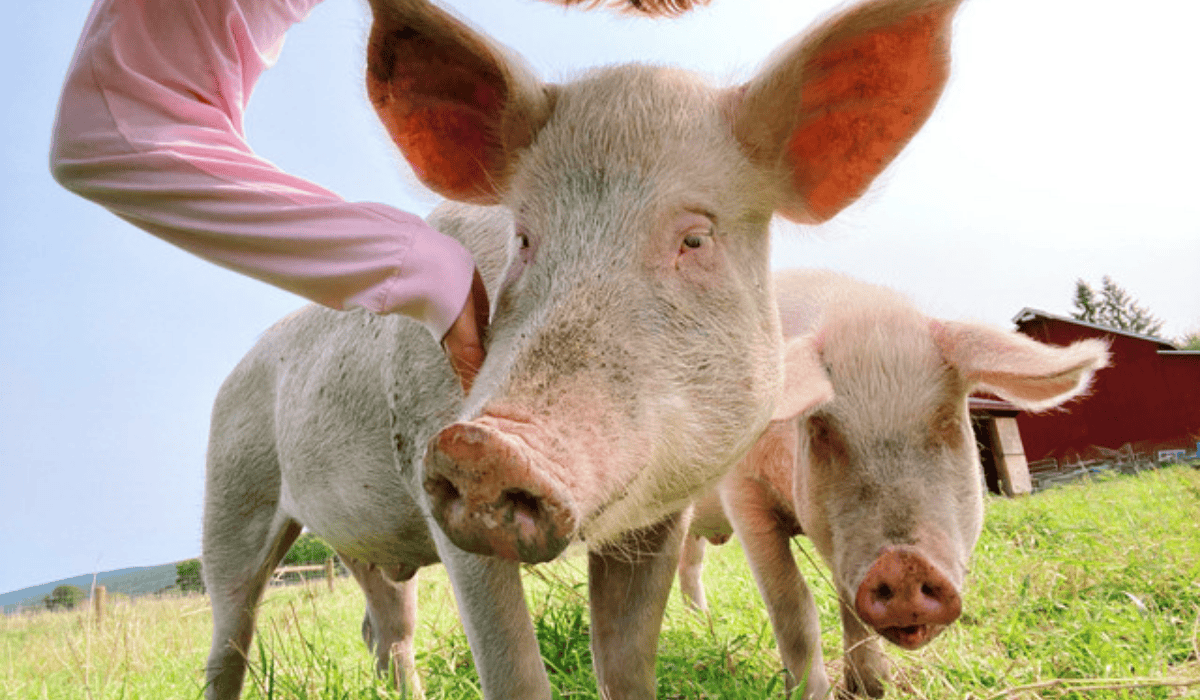PIgs Albee and Tiny at Tamerlaine Sanctuary & Preserve.