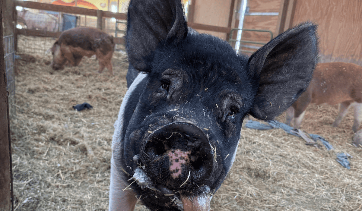 Felix the pig at Luvin Arms animal sanctuary.