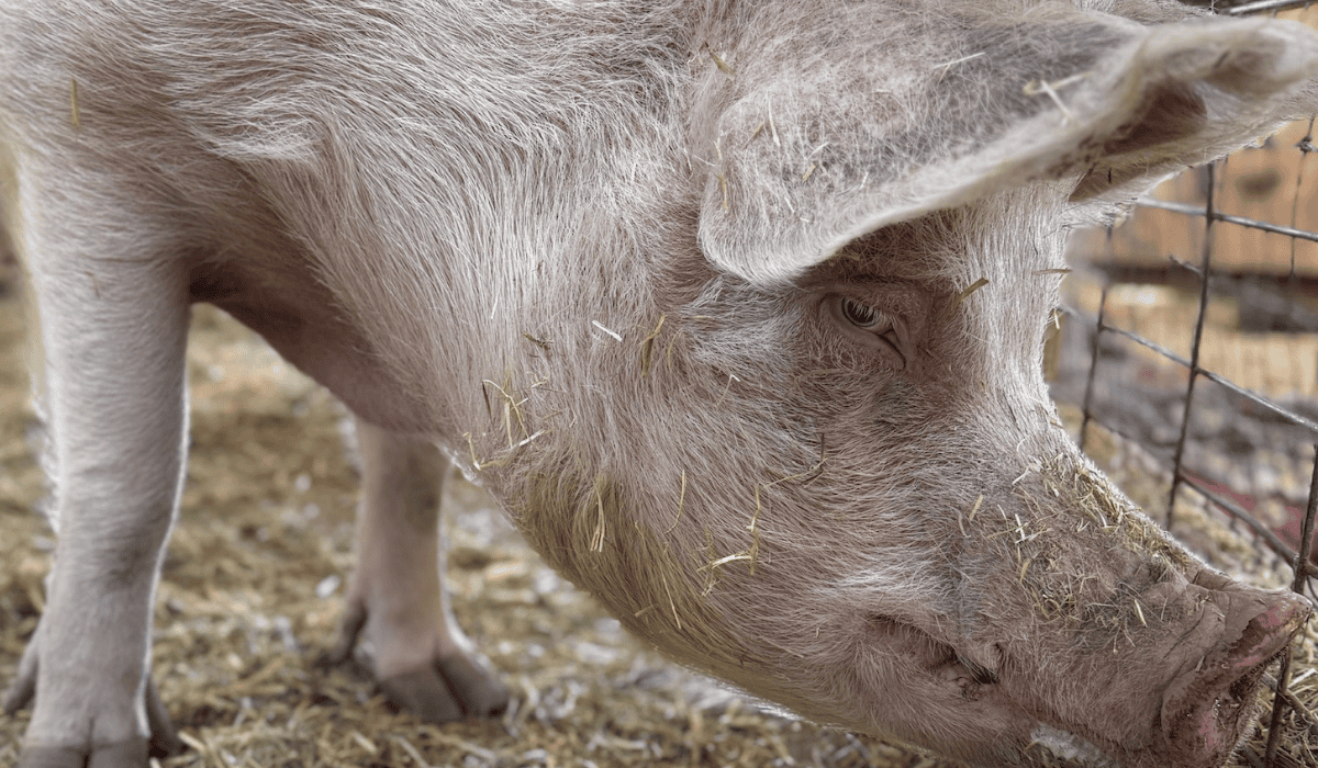 Lizzie the pig at Luvin Arms animal sanctuary.