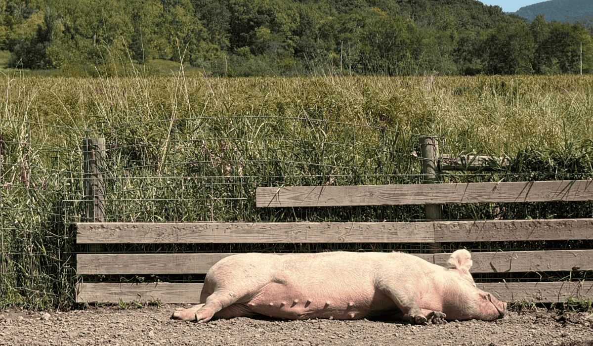 A pig sleeping in the sun at Tamerlaine Sanctuary & Preserve.