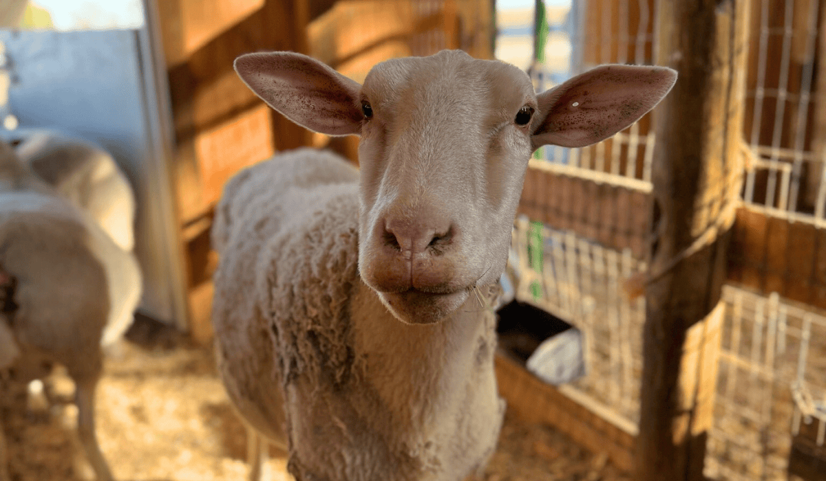 Jared the sheep at Luvin Arms animal sanctuary.