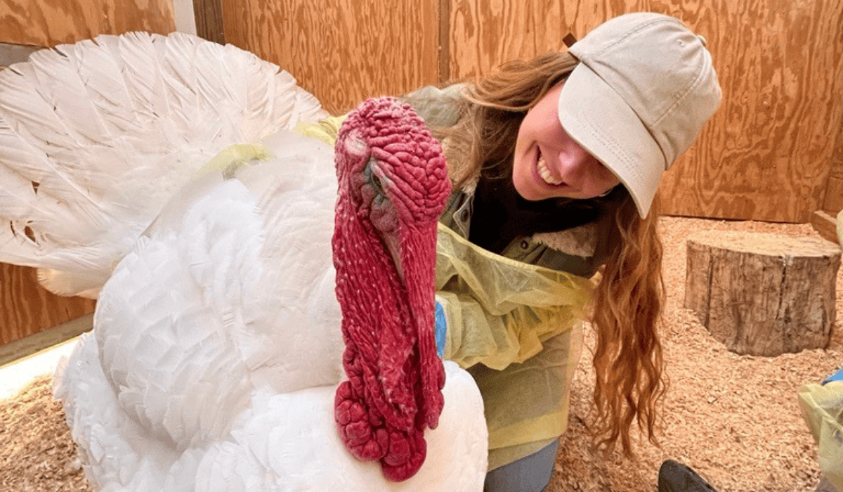 Cuddling with gus the turkey at Luvin Arms animal sanctuary.