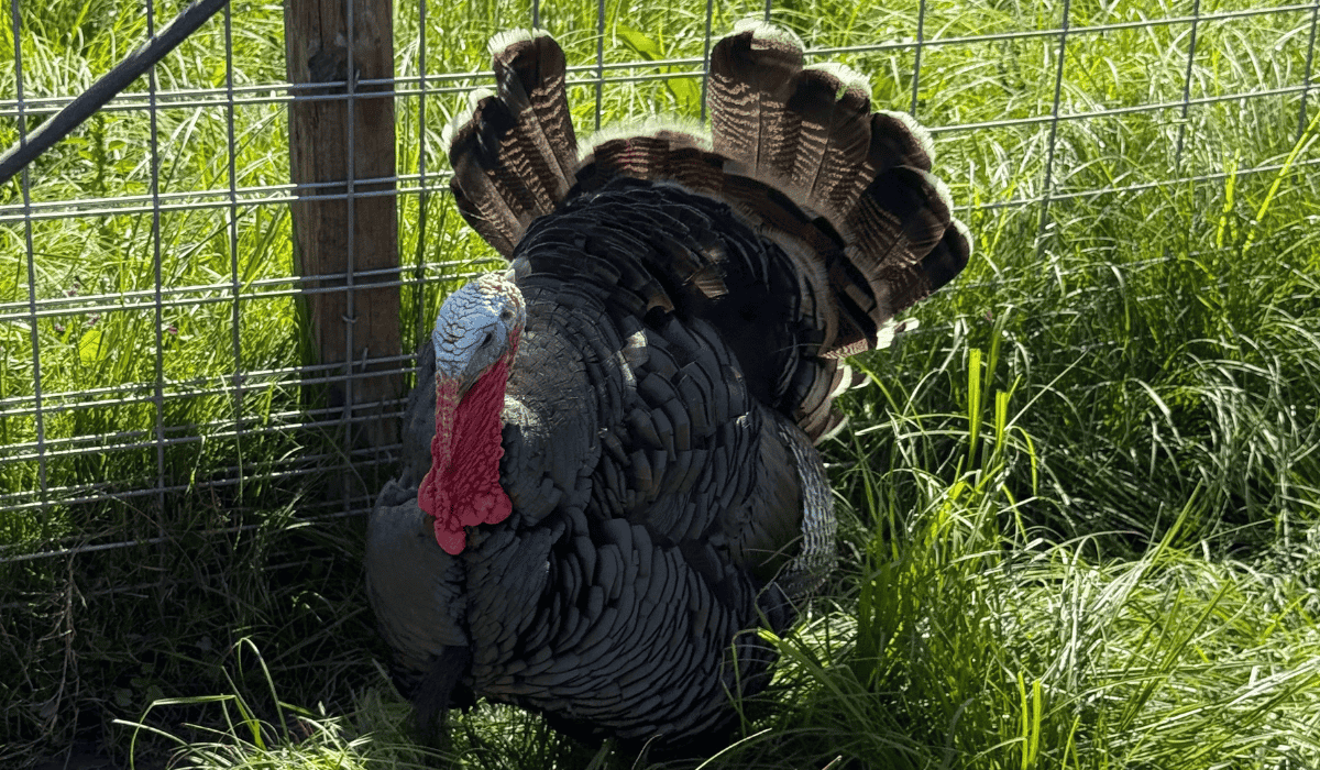 A turkey showing off their feathers at Tamerlaine Sanctuary & Preserve.