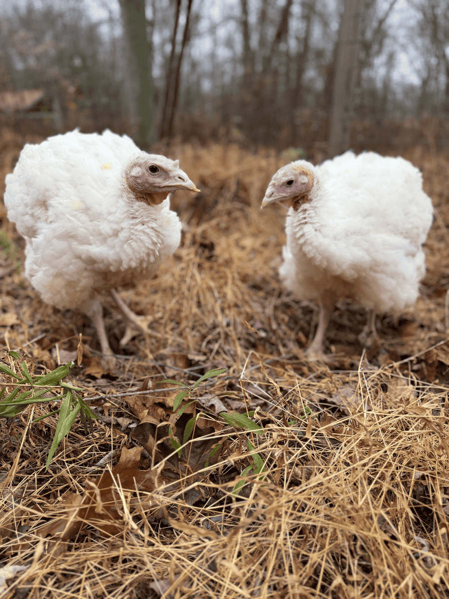 Turkeys Thelma and Louise at Tamerlaine Sanctuary & Preserve.