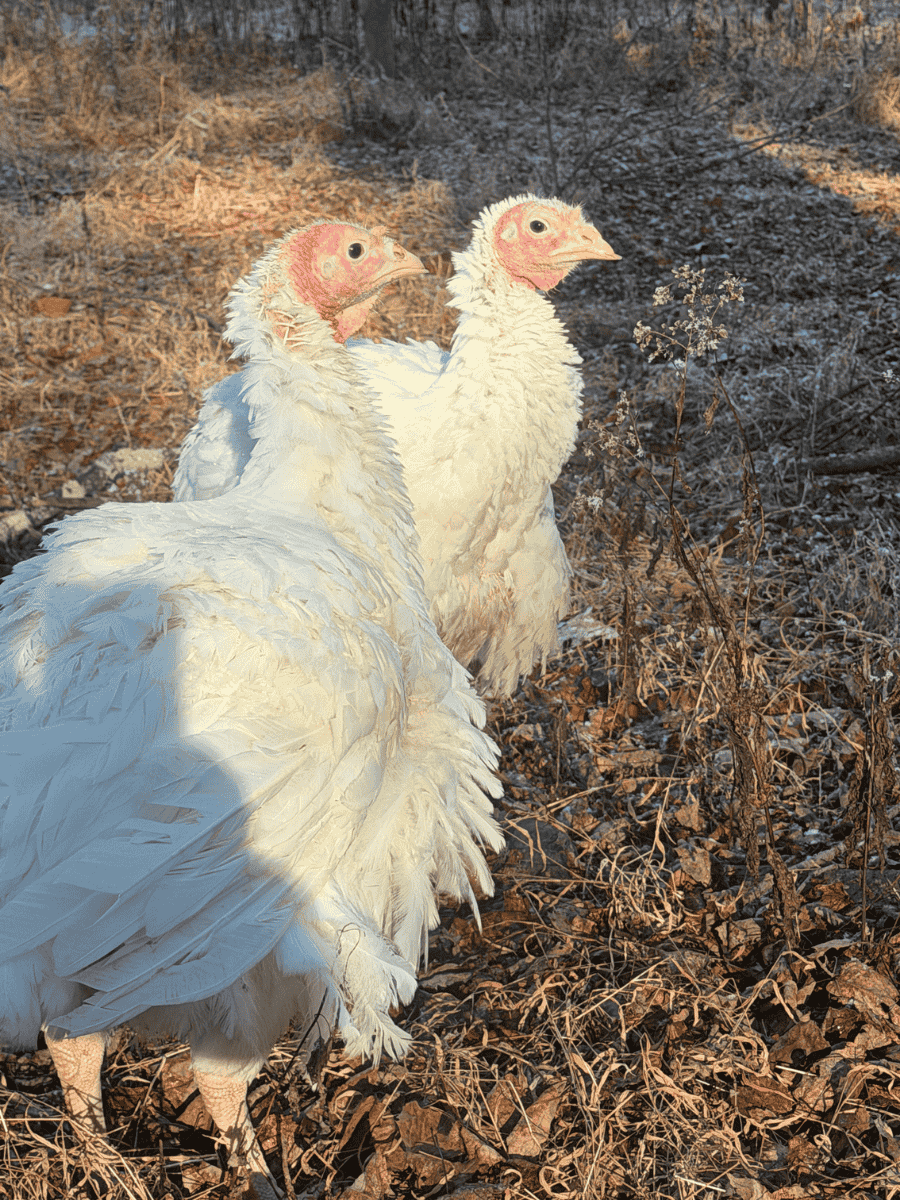 Turkeys Thelma and Louise at Tamerlaine Sanctuary & Preserve.