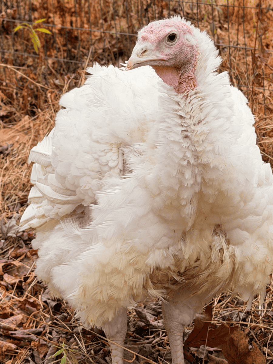 Thelma the turkey at Tamerlaine Sanctuary & Preserve.