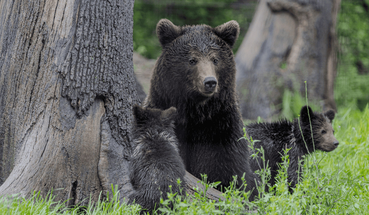 A mama bear and her cubs at Libearty bear sanctuary in Romania.