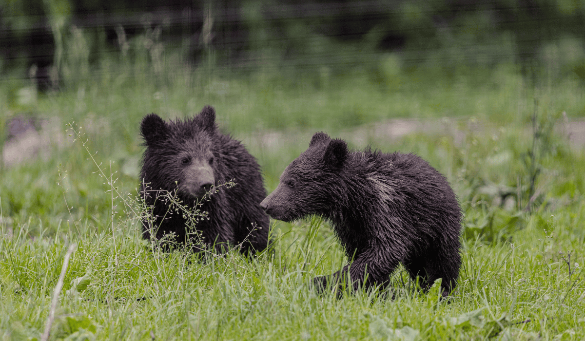 Two bear cubs at Libearty bear sanctuary in Romania.