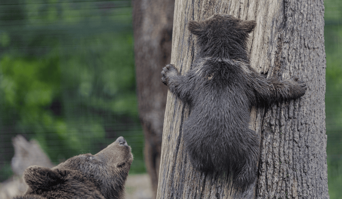 A bear cub attempting to climb a tree at Libearty bear sanctuary in Romania.